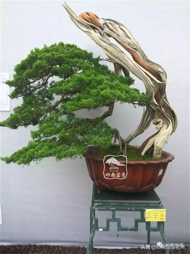 觀皮讀骨選好樹,幹古枝老殘缺美!