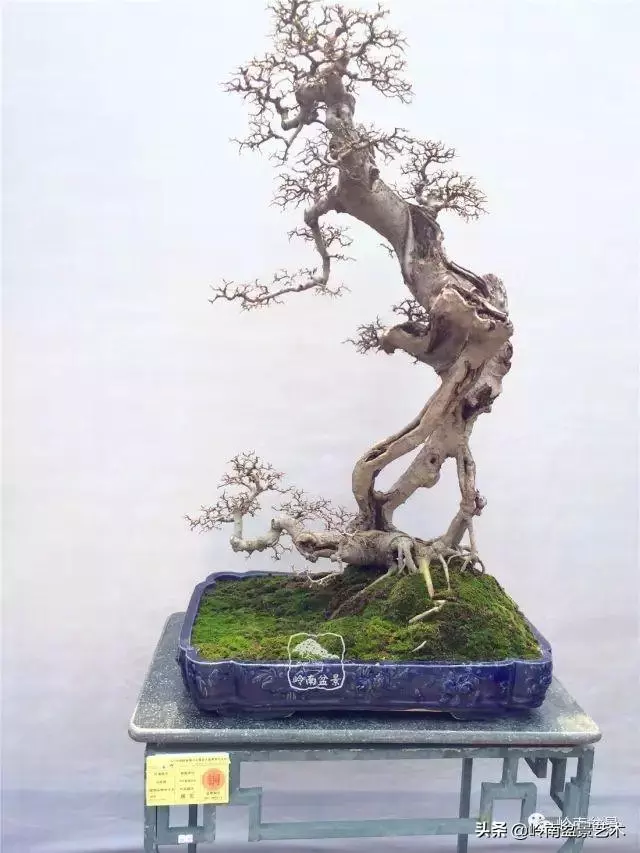 觀皮讀骨選好樹,幹古枝老殘缺美!