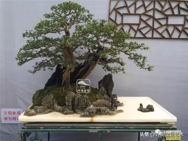 觀皮讀骨選好樹,幹古枝老殘缺美!