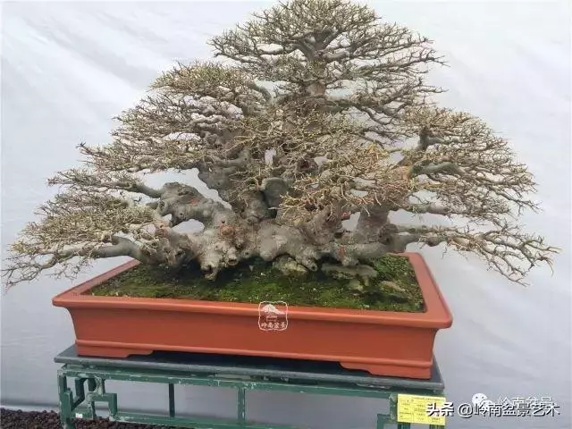 觀皮讀骨選好樹,幹古枝老殘缺美!