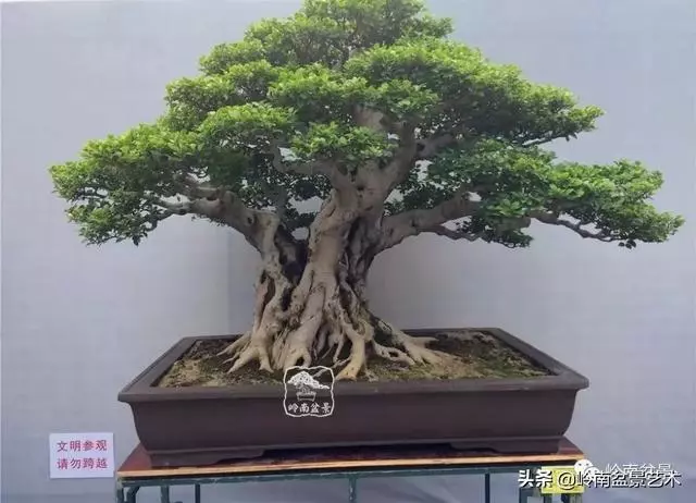 觀皮讀骨選好樹,幹古枝老殘缺美!