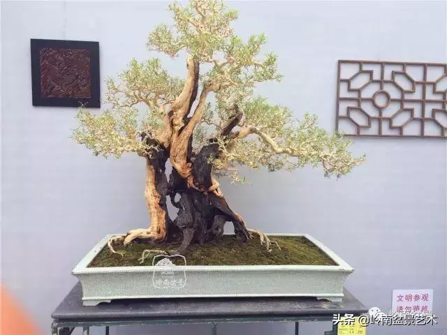 觀皮讀骨選好樹,幹古枝老殘缺美!