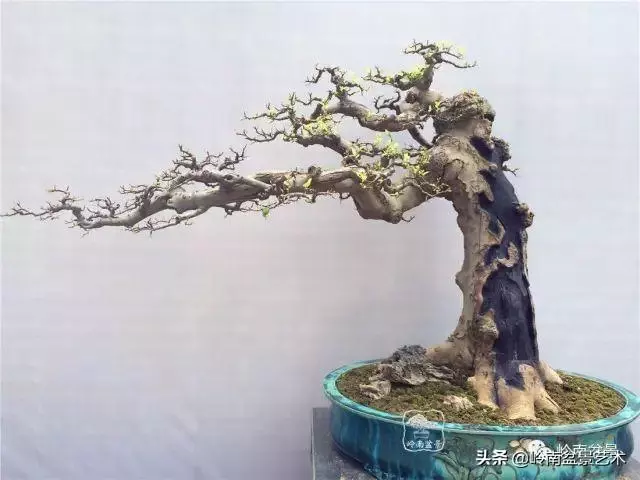 觀皮讀骨選好樹,幹古枝老殘缺美!
