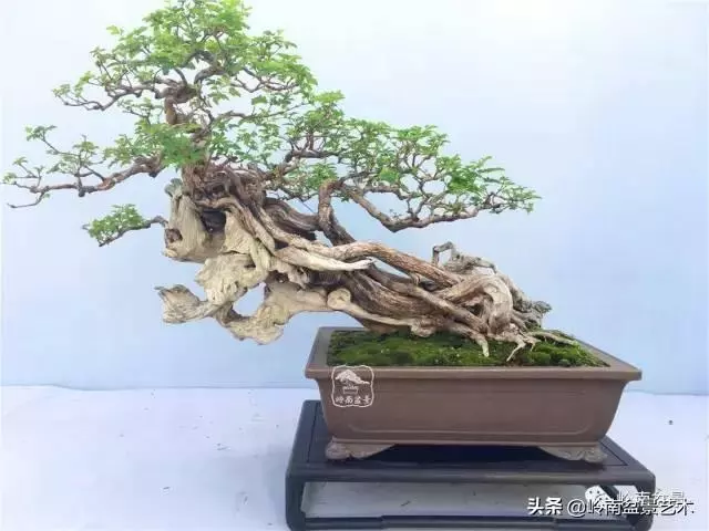 觀皮讀骨選好樹,幹古枝老殘缺美!
