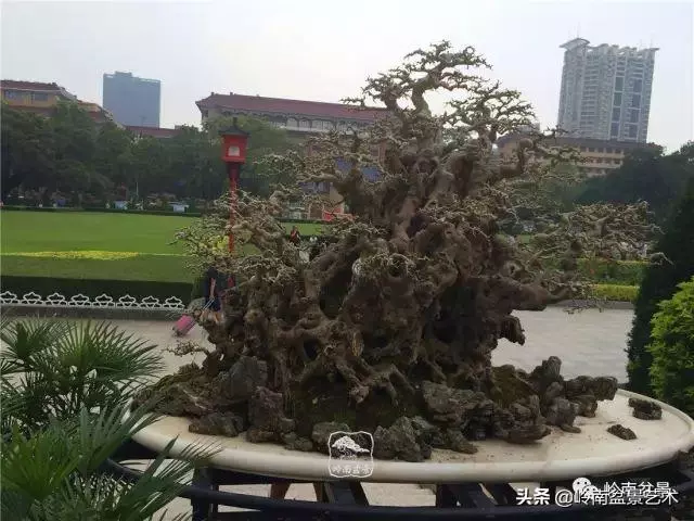 觀皮讀骨選好樹,幹古枝老殘缺美!