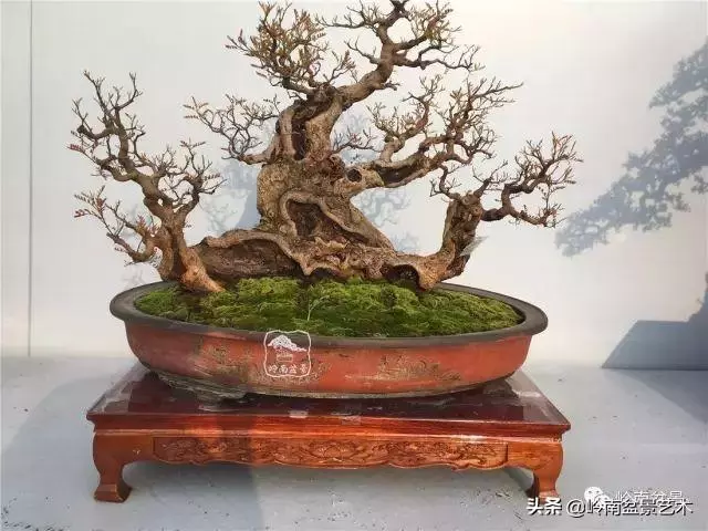 觀皮讀骨選好樹,幹古枝老殘缺美!