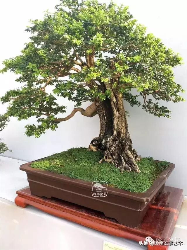 觀皮讀骨選好樹,幹古枝老殘缺美!