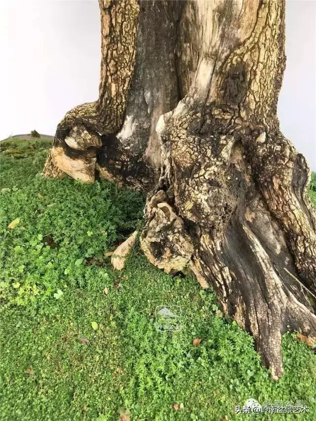 觀皮讀骨選好樹,幹古枝老殘缺美!