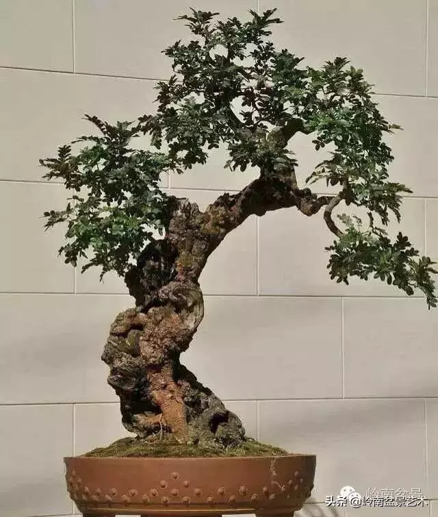 觀皮讀骨選好樹,幹古枝老殘缺美!