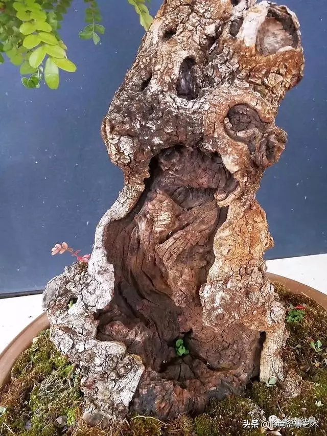 觀皮讀骨選好樹,幹古枝老殘缺美!