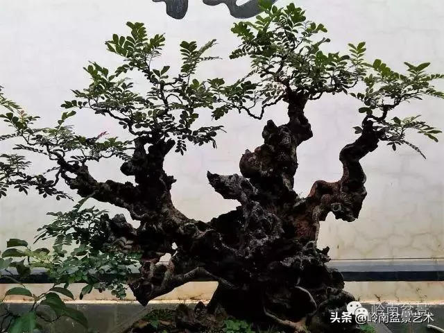 觀皮讀骨選好樹,幹古枝老殘缺美!