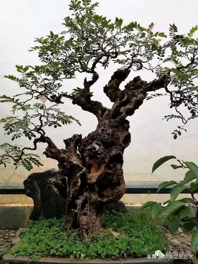 觀皮讀骨選好樹,幹古枝老殘缺美!