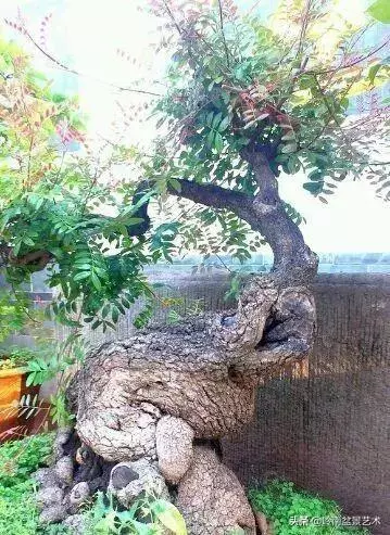 觀皮讀骨選好樹,幹古枝老殘缺美!