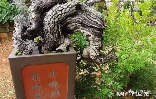 觀皮讀骨選好樹,幹古枝老殘缺美!