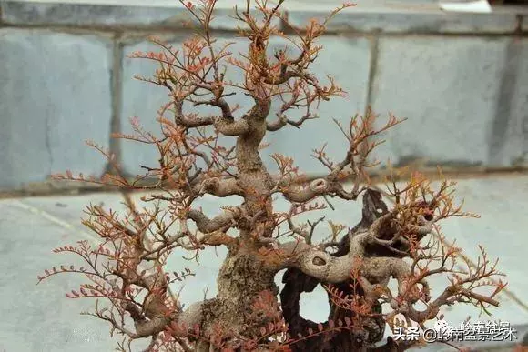 觀皮讀骨選好樹,幹古枝老殘缺美!