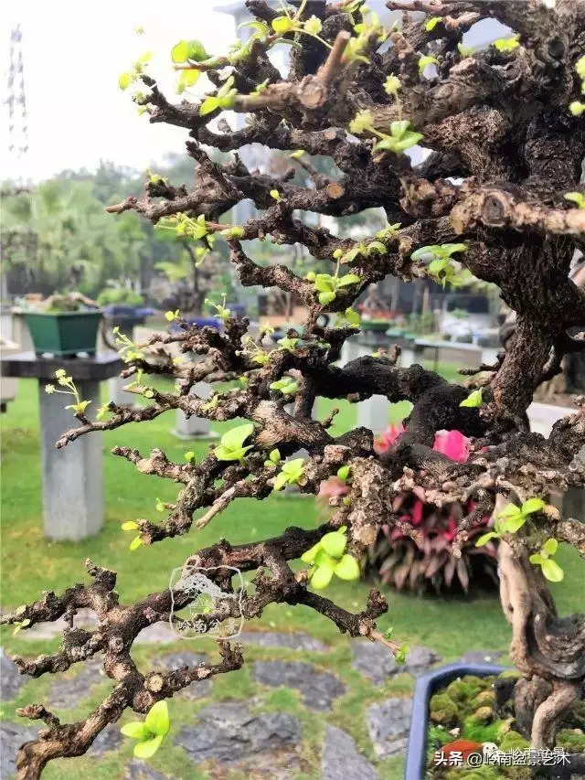 觀皮讀骨選好樹,幹古枝老殘缺美!