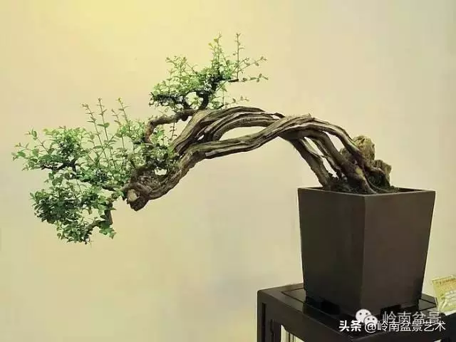 觀皮讀骨選好樹,幹古枝老殘缺美!