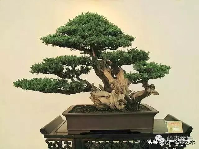觀皮讀骨選好樹,幹古枝老殘缺美!