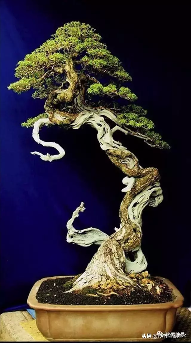 觀皮讀骨選好樹,幹古枝老殘缺美!