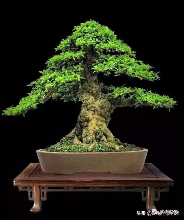 觀皮讀骨選好樹,幹古枝老殘缺美!