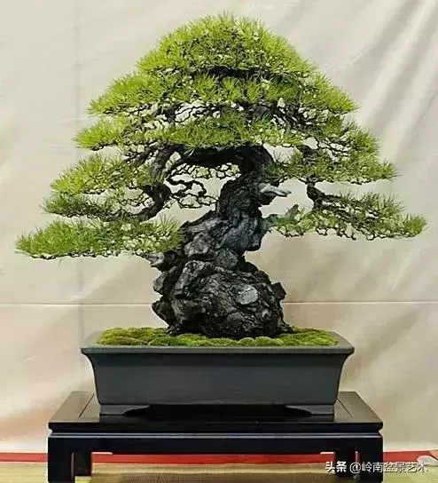 觀皮讀骨選好樹,幹古枝老殘缺美!