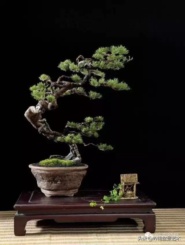 觀皮讀骨選好樹,幹古枝老殘缺美!