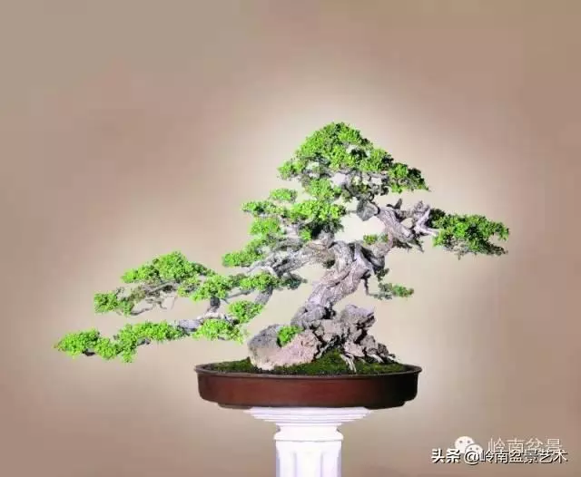 觀皮讀骨選好樹,幹古枝老殘缺美!