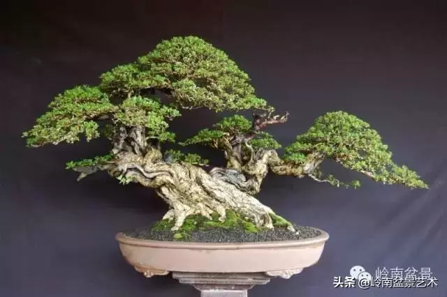 觀皮讀骨選好樹,幹古枝老殘缺美!