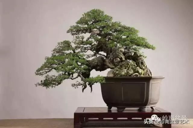觀皮讀骨選好樹,幹古枝老殘缺美!