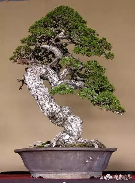 觀皮讀骨選好樹,幹古枝老殘缺美!
