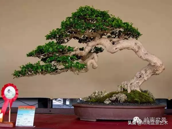 觀皮讀骨選好樹,幹古枝老殘缺美!