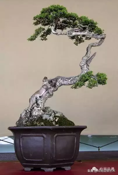 觀皮讀骨選好樹,幹古枝老殘缺美!