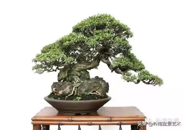 觀皮讀骨選好樹,幹古枝老殘缺美!