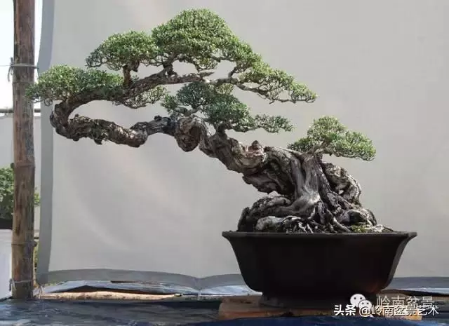 觀皮讀骨選好樹,幹古枝老殘缺美!