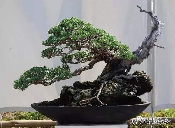 觀皮讀骨選好樹,幹古枝老殘缺美!