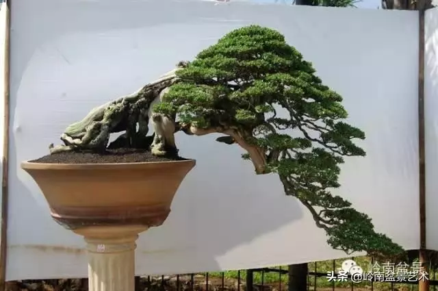 觀皮讀骨選好樹,幹古枝老殘缺美!