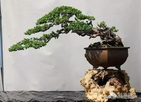 觀皮讀骨選好樹,幹古枝老殘缺美!
