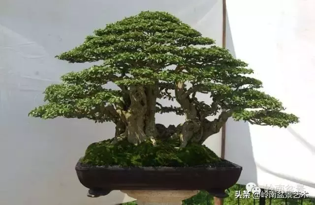觀皮讀骨選好樹,幹古枝老殘缺美!