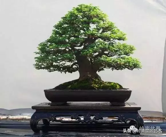 觀皮讀骨選好樹,幹古枝老殘缺美!