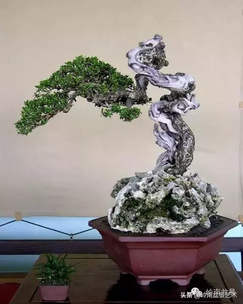 觀皮讀骨選好樹,幹古枝老殘缺美!