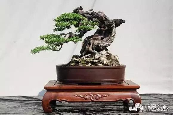 觀皮讀骨選好樹,幹古枝老殘缺美!