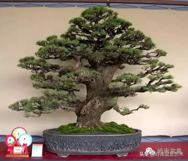 觀皮讀骨選好樹,幹古枝老殘缺美!
