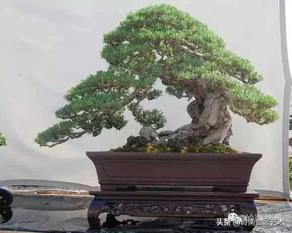 觀皮讀骨選好樹,幹古枝老殘缺美!