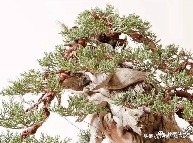 觀皮讀骨選好樹,幹古枝老殘缺美!
