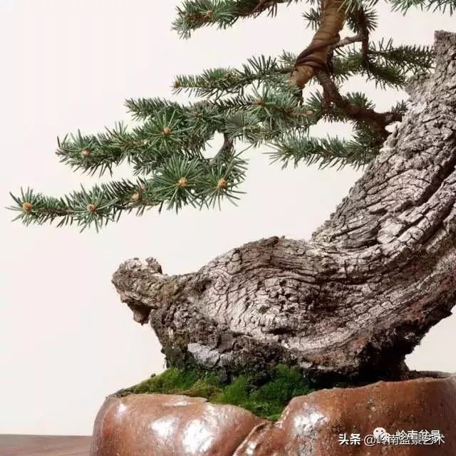 觀皮讀骨選好樹,幹古枝老殘缺美!