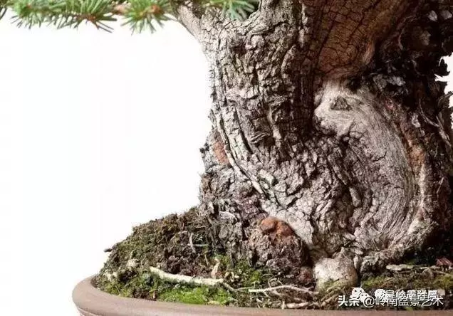 觀皮讀骨選好樹,幹古枝老殘缺美!