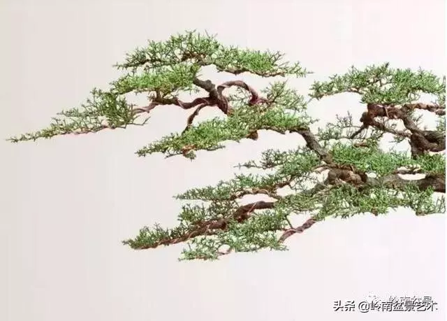 觀皮讀骨選好樹,幹古枝老殘缺美!