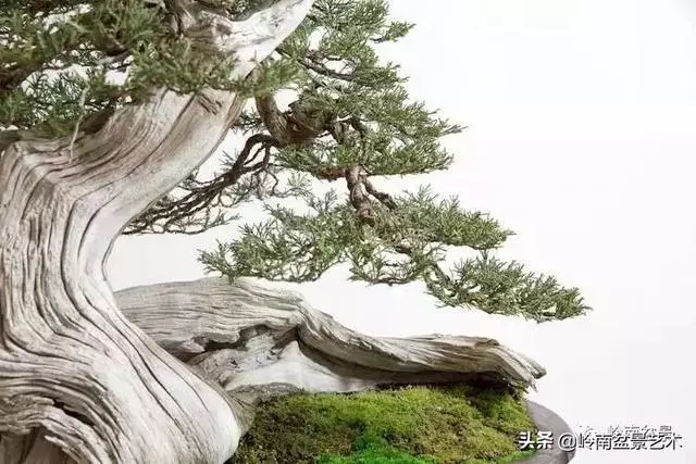 觀皮讀骨選好樹,幹古枝老殘缺美!
