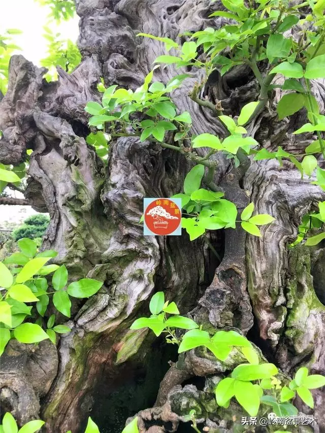 觀皮讀骨選好樹,幹古枝老殘缺美!