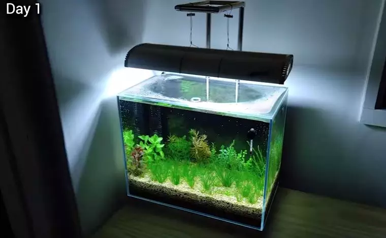 佛系養魚不是夢!神人8個月打造「自給自足生態系統」 小小魚蝦繁殖超療癒~